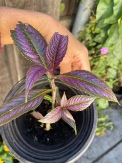 Purple Persian shield, exact plant in video indoor or outdoor; 95820