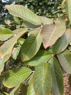 Organic Guava Leaves 