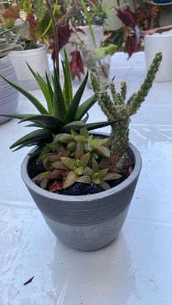 Plants