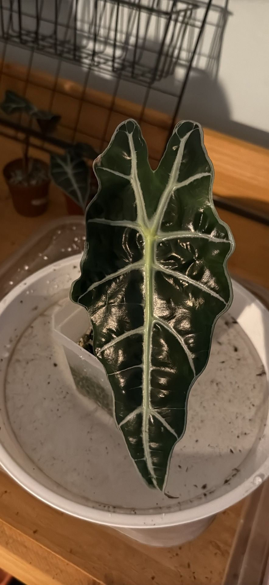 Alocasia Polly House Plant