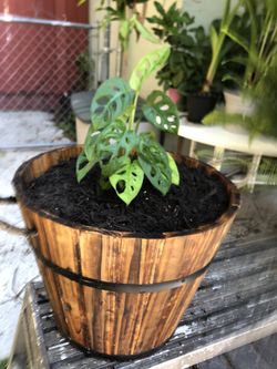 Swiss Cheese Plant And Planter 