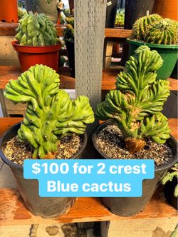 Blue crest cactus $100 for 2