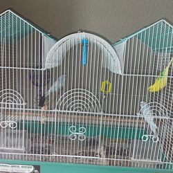 Parakeet/Parakeets/Budgie/Budgies