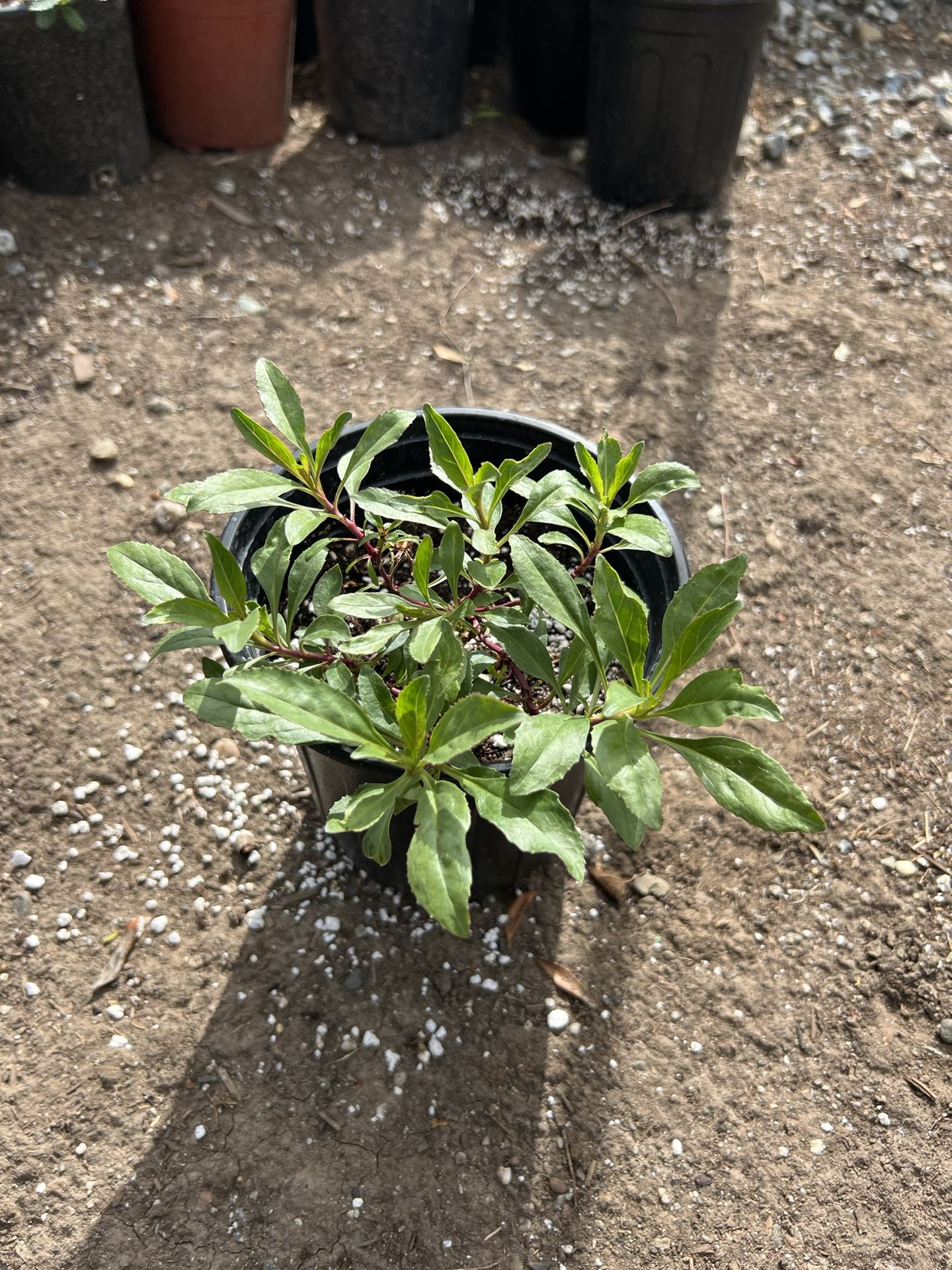 Penstemon heterophyllus 'Catherine de la Mare'
