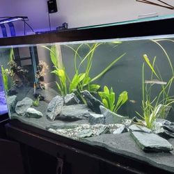 Fish Tank Aquariums 