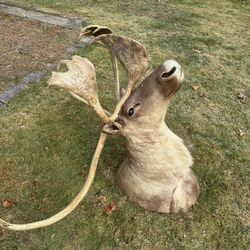 Hunting /Sport / Moose Head 