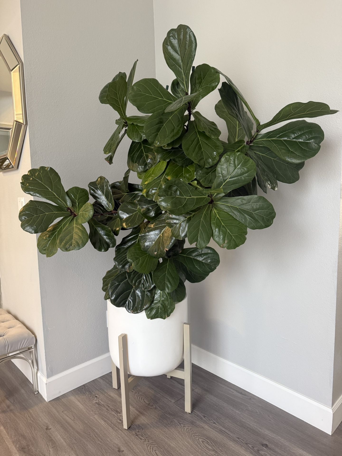 Real Flower - over 6 ft high