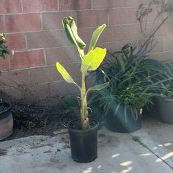Banana Tree 