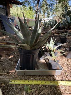 Agave