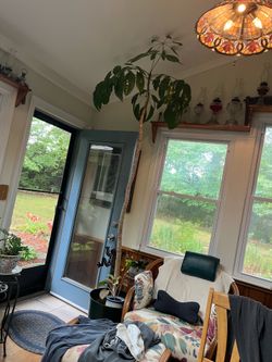 Australia Umbrella tree (shefflera)
