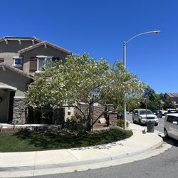 🌳Tree Trimming🌳