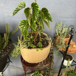 Es una planta de sombra, tiene de tres plantas diferente, que es la del corazón, una ala de ángel