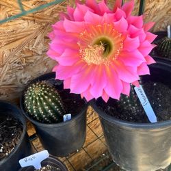 Diferentes Colores De Cactus  En Venta Buen Precio
