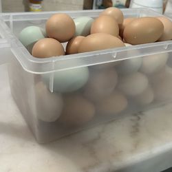 Free Range Chicken Eggs/Huevo De Gallina Criolla