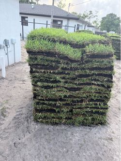 Palmetto sod