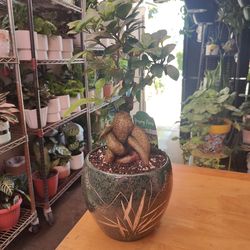 Ginseng Ficus Bonsai Tree
