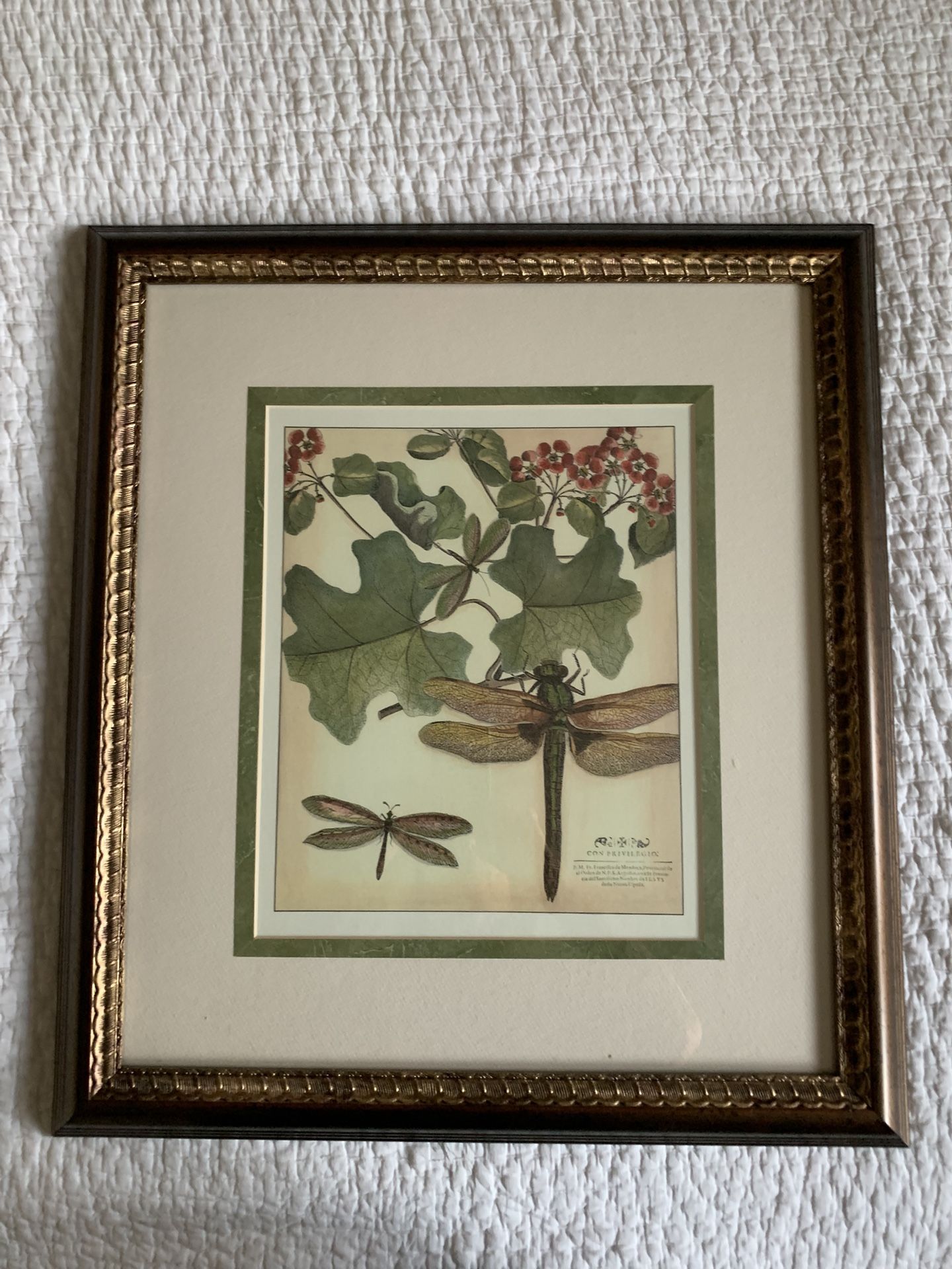 Dragonfly Framed Picture