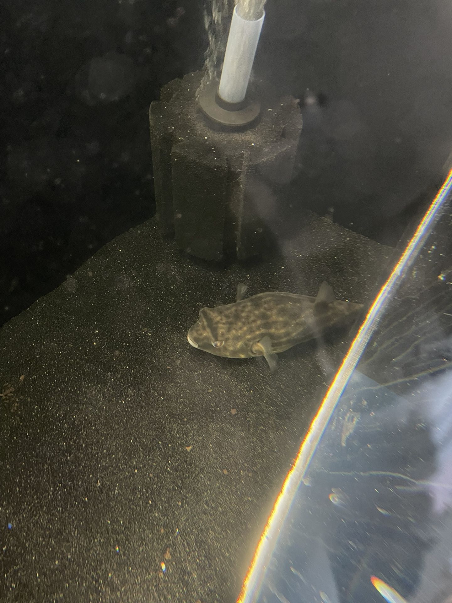 Fahaka Puffer Fish