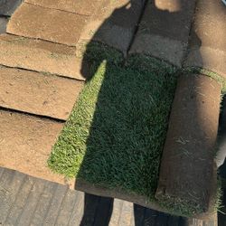 Fescue Sod