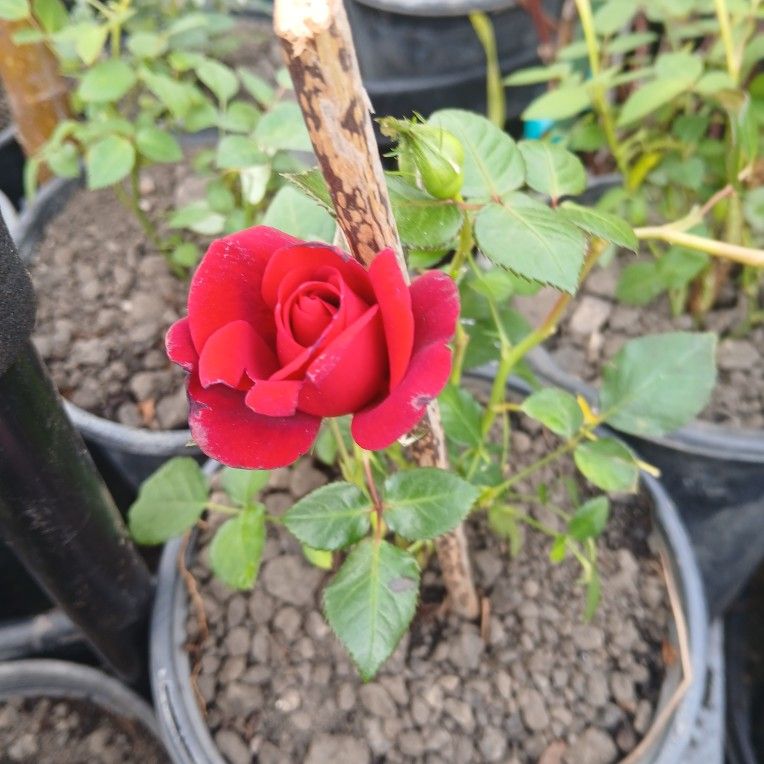 Rose Plant πππΏπΏπ·π·π·π·