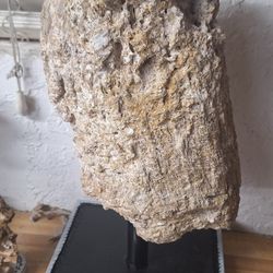 Extremely Rare Fossilized Wood Specimen Containing Two Fossilization Episodes