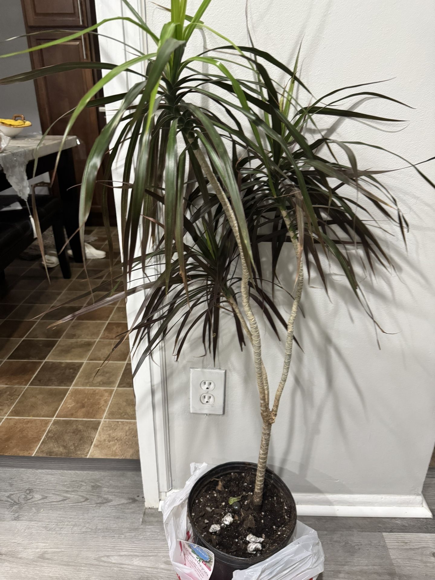 Plant