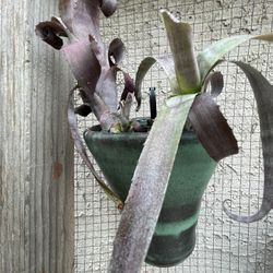 Handmade Ceramic Hanging Pots With Unique Plants 