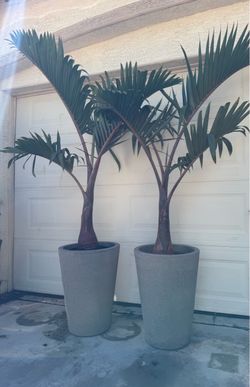 Exotic tropical bottle palms
