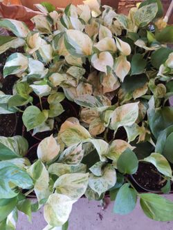 Misfit plants variation explosion! $10 in nursery pots $15 each or 2/$25 for moss poled