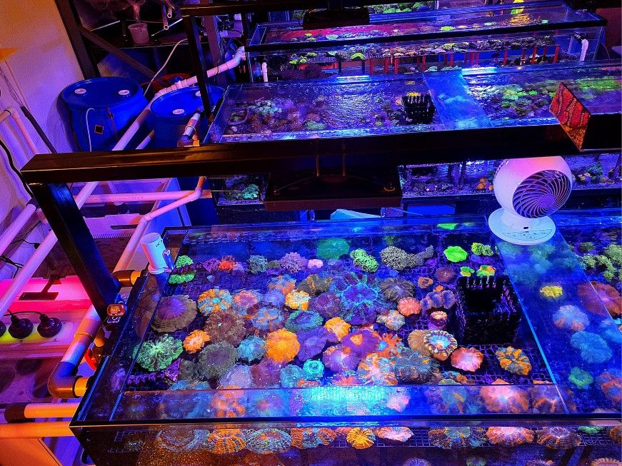 🔥CORALS DECORATIONS FOR MARINE TANK OVER 500 CORALS IN STOCK PICK-UP - DELIVERY - SHIP