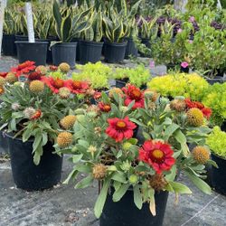 Grandiflora 1-Gallon Plants — Only $6 Each