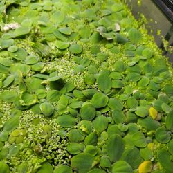 Duck Weed and Water Lettuce for sale