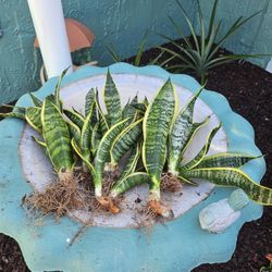 Snake Plants 