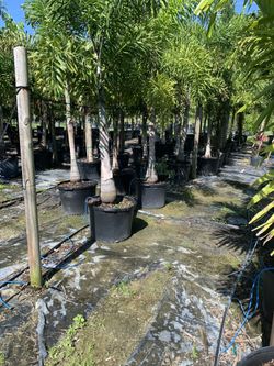 Foxtail palm tree 25 gallon