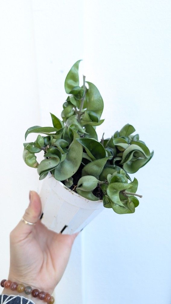 Hoya Compacta Hindu Rope Plant 4" Pot - Indoor House Plants