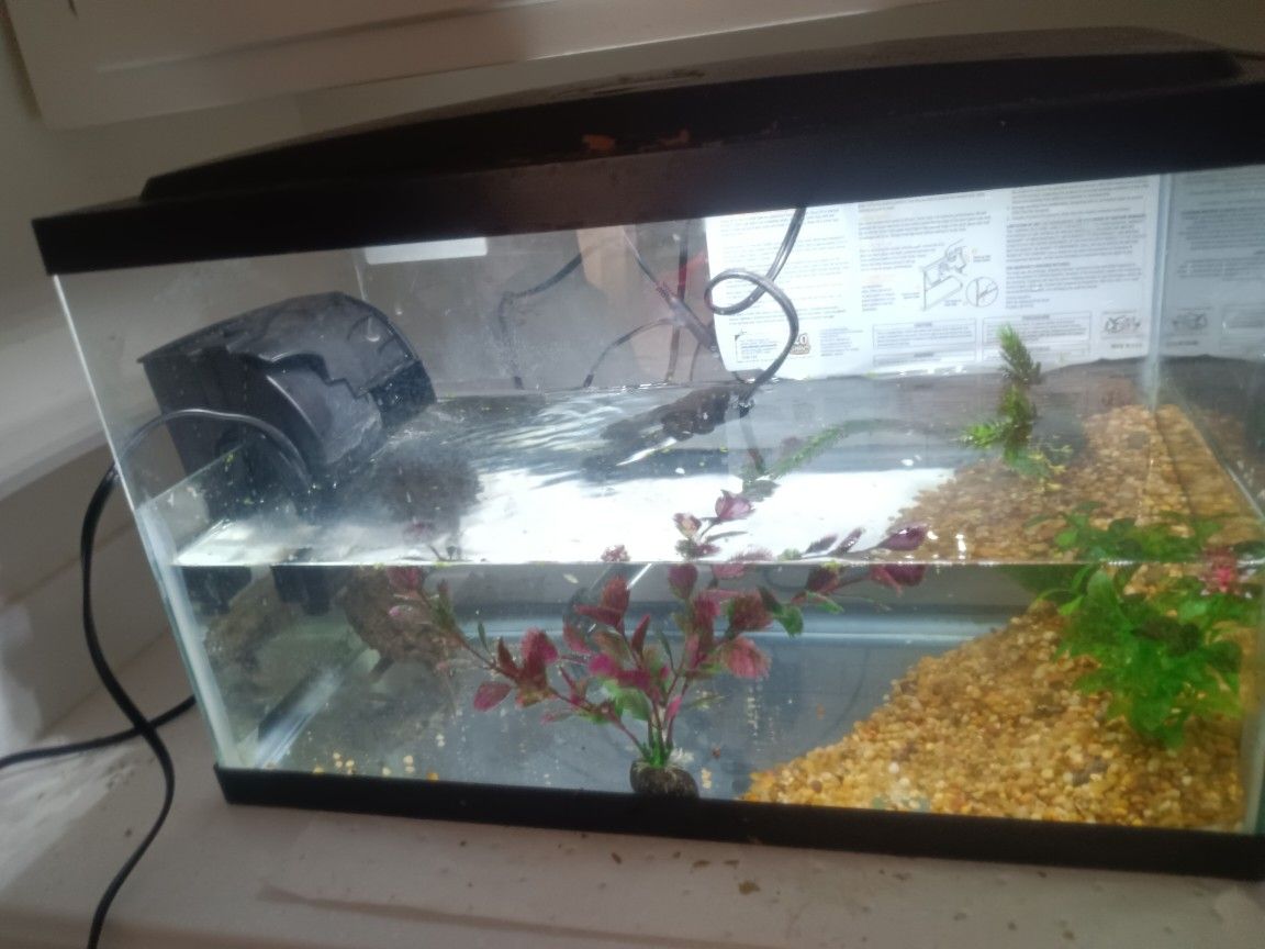 Turtle 🐢 Tank Available 10 Gallon 