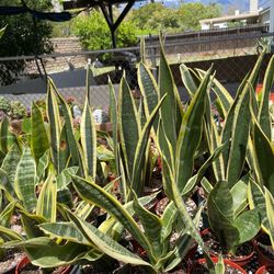 Sansevieria Snake Plant 🪴🔥