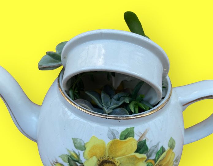 Teapot Filled With Succulents