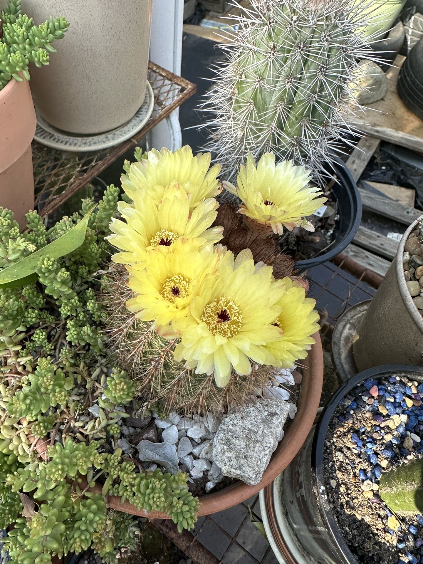 Cactus Parodia Mueller