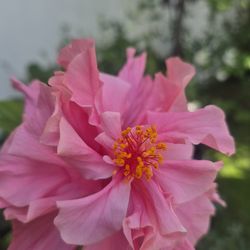 Hibiscus