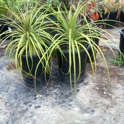 Plants