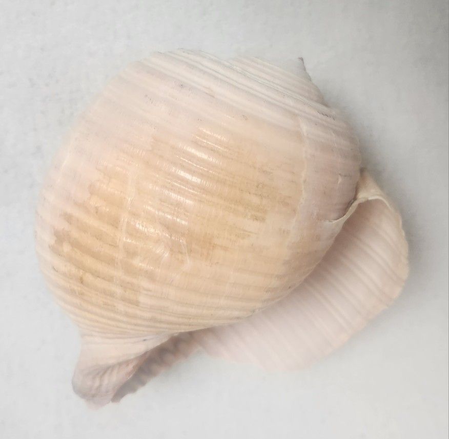 Large Seashell - Tonnidae Family Tonna Galea sea shell