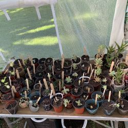 PLANTS FOR SALE!!