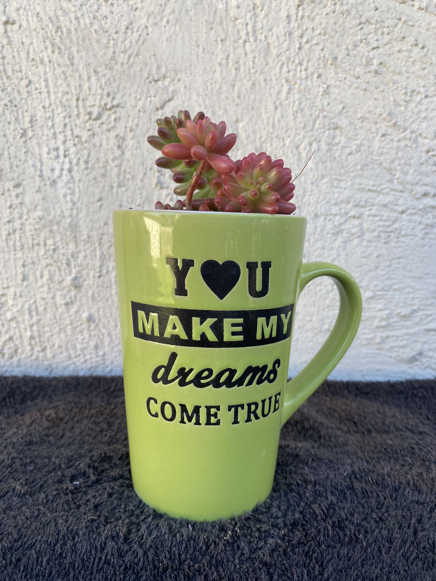 Succulents Jelly Bean In A Coffee Mug