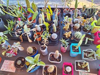 12/28-31 This Weekend Selection At Jason's Local Garden Located In New River Grove In Davie. 10 % Of For Offup Customers 