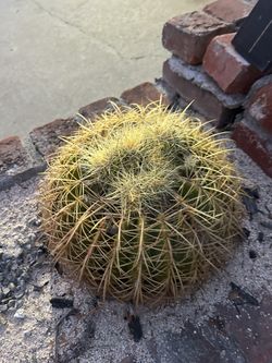 Golden Barrel Cactus