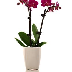 Max & Miles Potted Orchid Plant