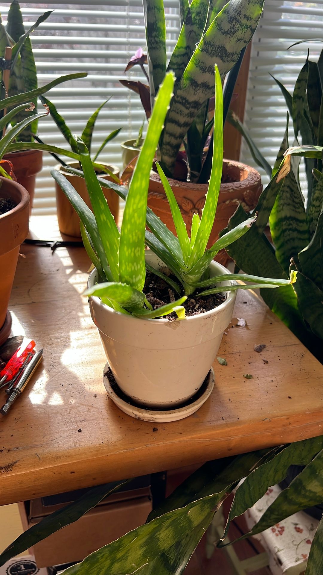 Aloe Vera Plants