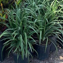 3gal Liriope 