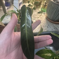 Philodendron Spiritus Sancti